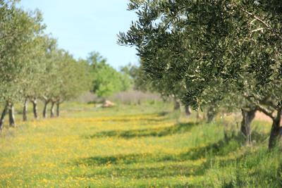 Campo con olivos